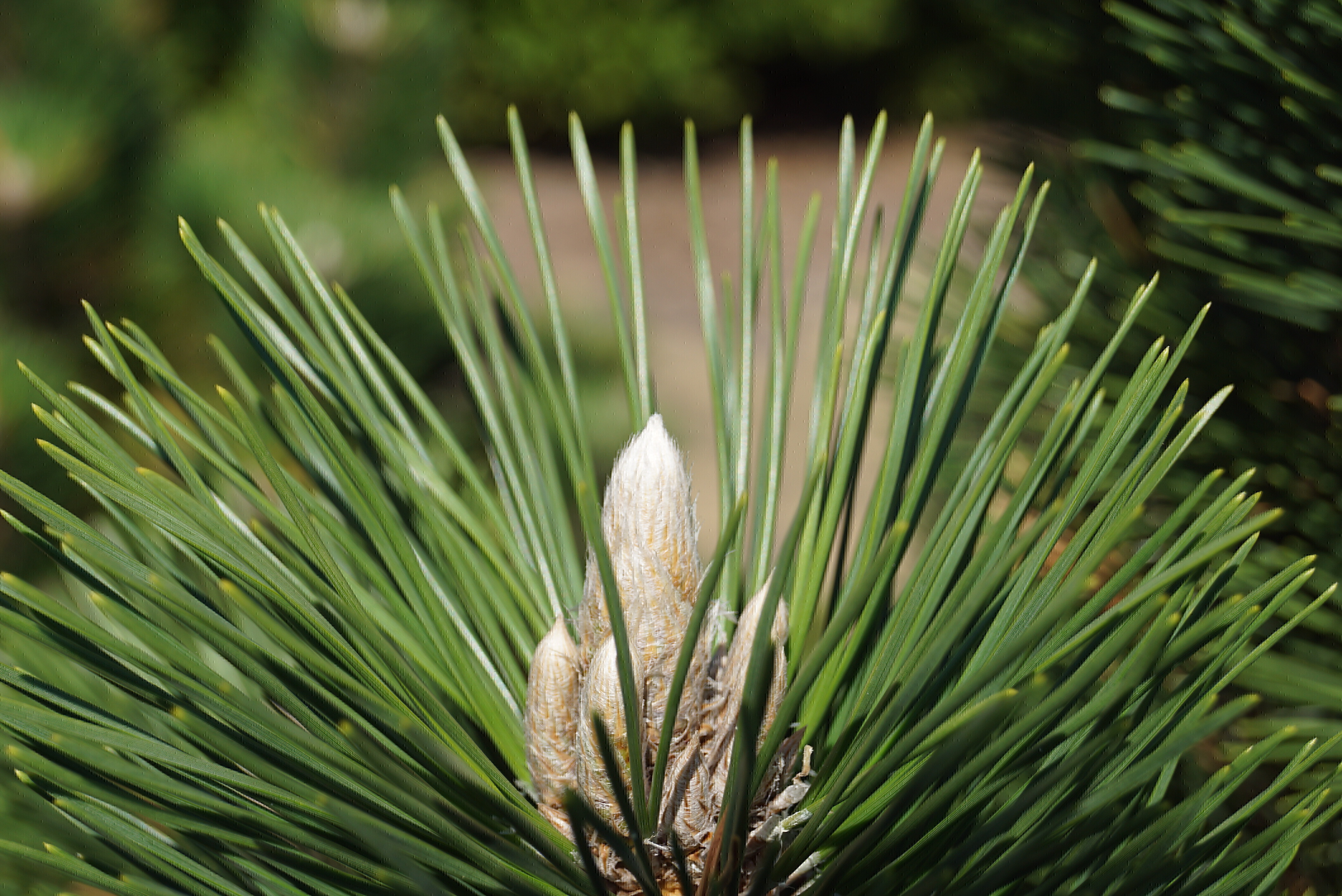 Pinus thunbergii 'Thunderhead' (2)-1